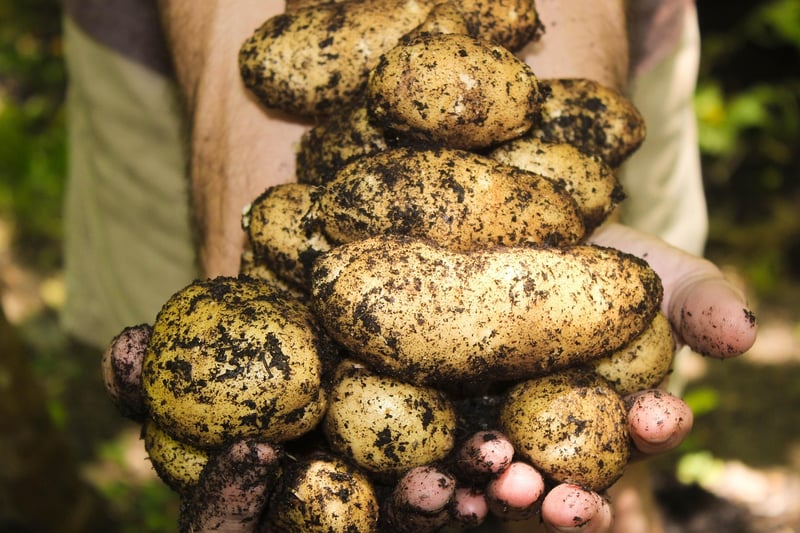 Gardening Image