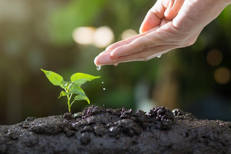 Watering Plants